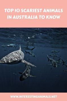 the top 10 scariest animals in australia to know