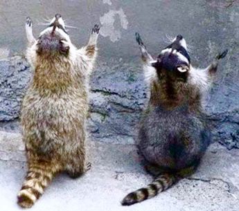 two raccoons standing on their hind legs and reaching up to the sky with their hands