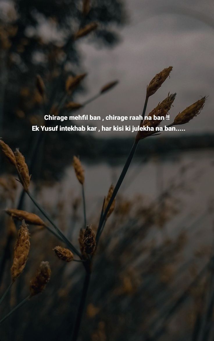 some grass and water with a quote on it