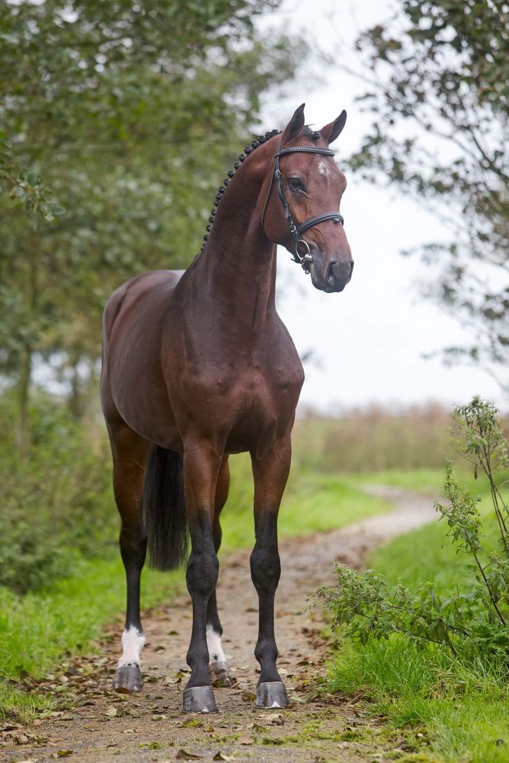 a brown horse standing on top of a dirt road next to green grass and trees