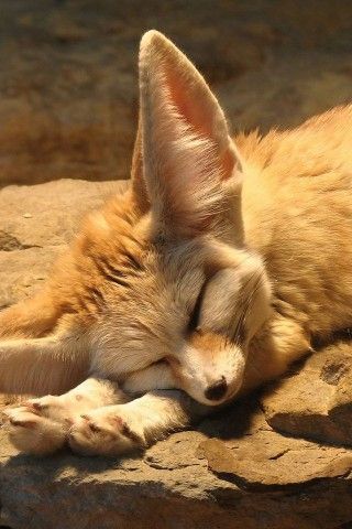 an orange and white cat sleeping on some rocks