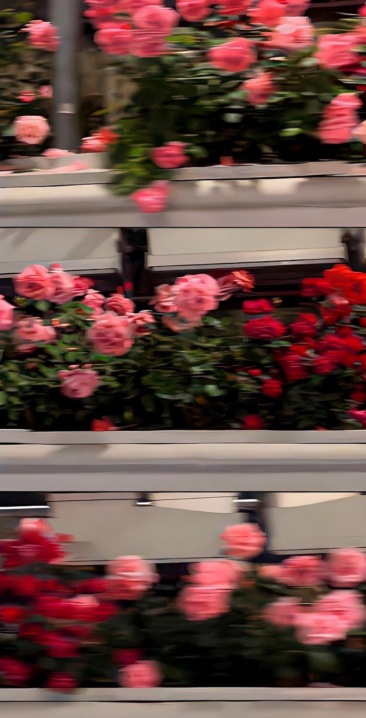 three rows of pink and red flowers in a store