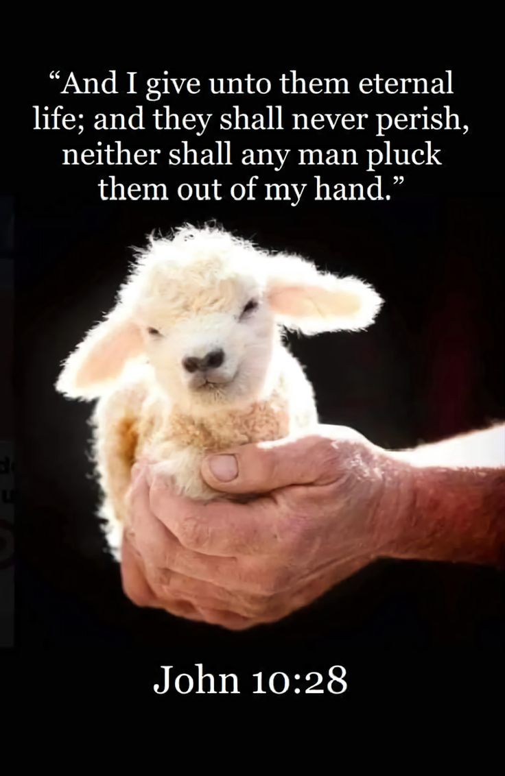 a person holding a small lamb in their hand with a bible verse above it that says, and i give unto them external life and they shall never perish