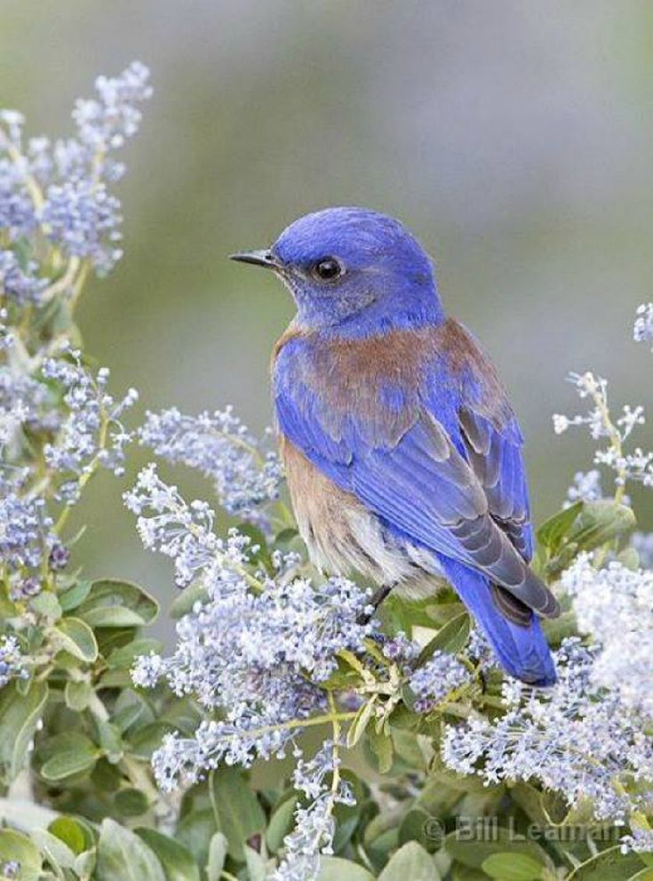 a blue bird sitting on top of a tree filled with purple and white flowers next to green leaves