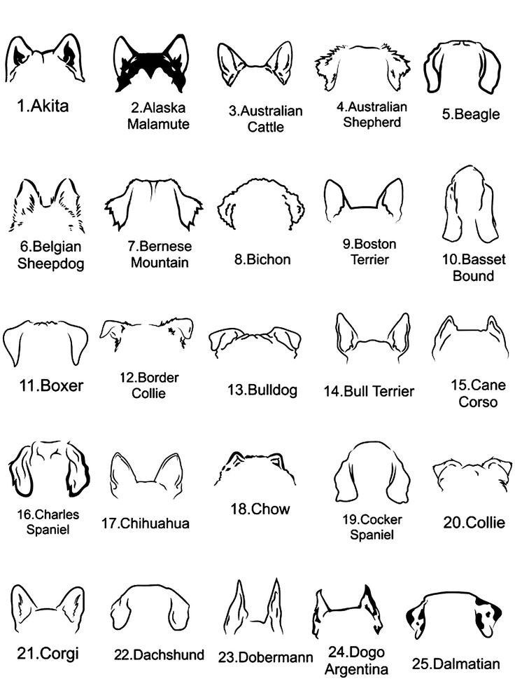 the different breeds of dogs that are in each dog breed, and their names on them