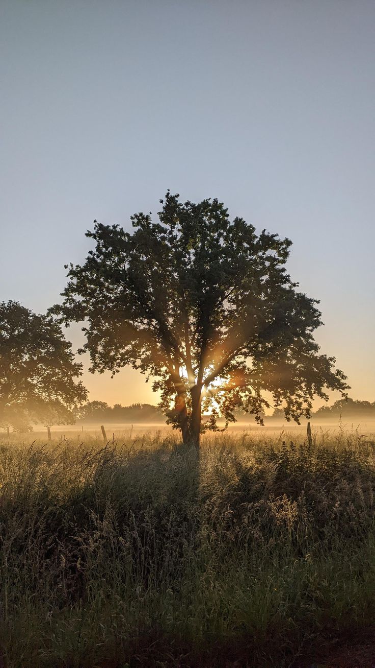 the sun is setting behind a tree in a field with tall grass and trees on either side