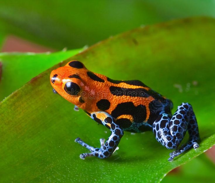 an orange and black frog sitting on top of a green leaf