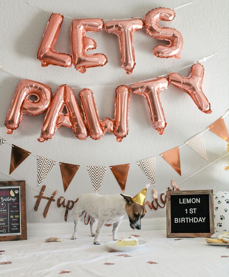 a dog standing in front of balloons that say let's party