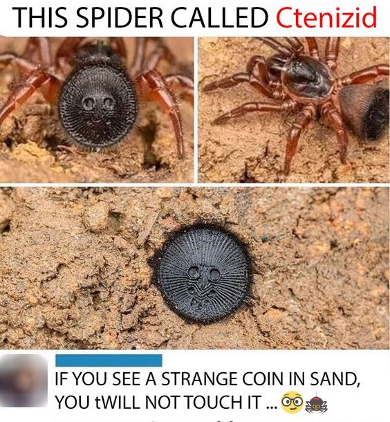 two pictures of a spider with the caption if you see a strange coin in sand, you will not touch it