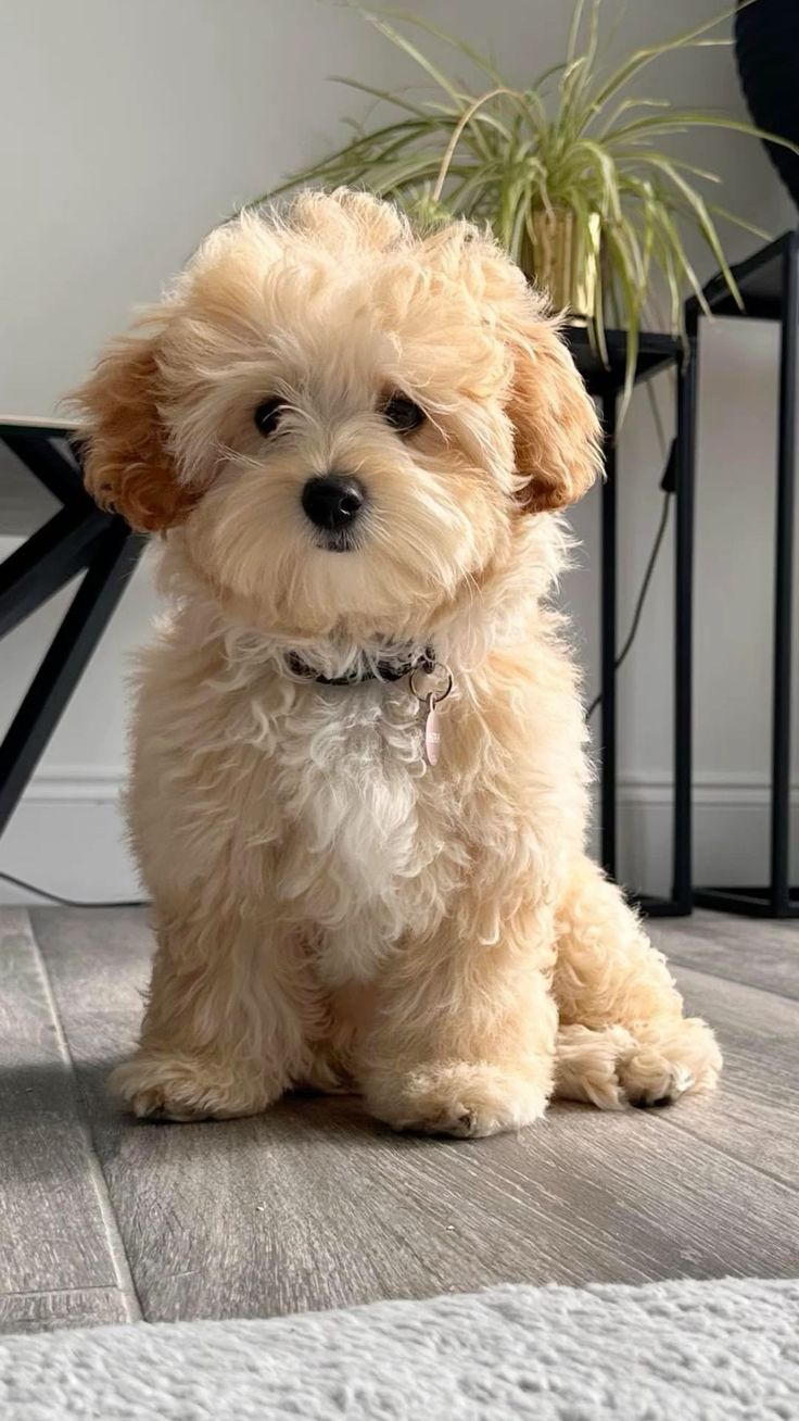 a small brown dog sitting on top of a wooden floor next to a potted plant