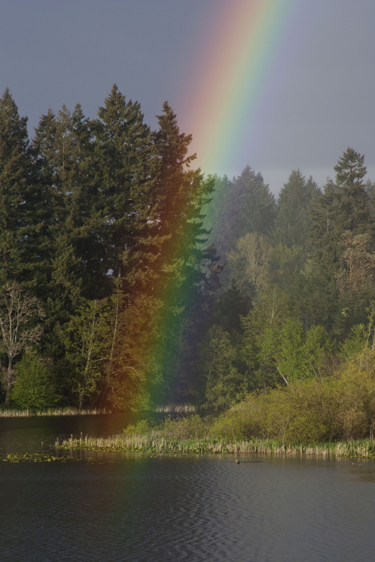 a rainbow shines brightly in the sky over a lake and some tall pine trees