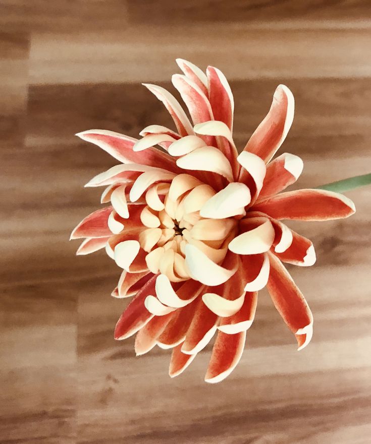 a red and white flower sitting on top of a wooden table