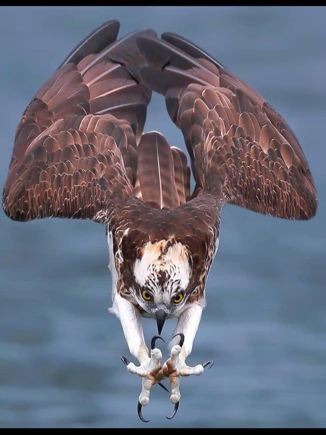 an ostrich flaps its wings while holding a fish in it's talon