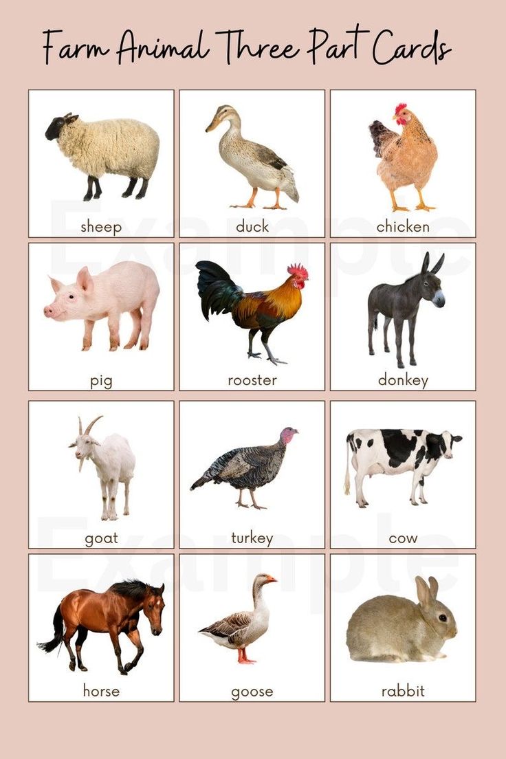 farm animals and their names are shown in this poster for kids to learn how to read them