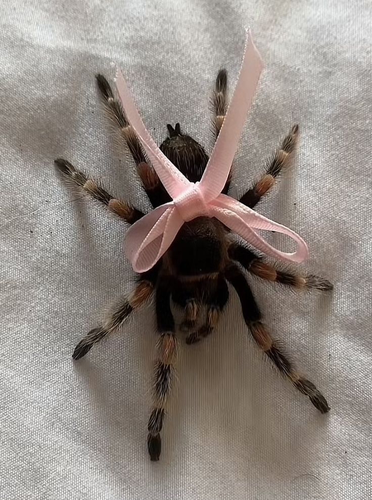 a spider with a pink ribbon on its head sitting on a white cloth covered surface