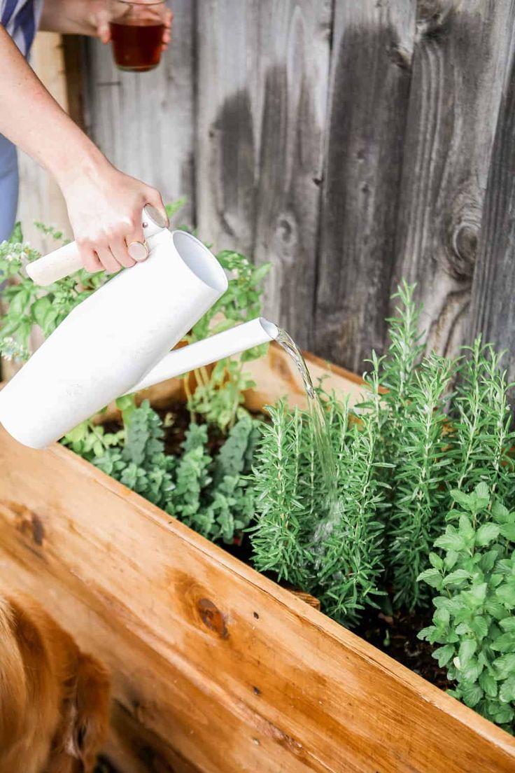 a person pouring water into a planter filled with herbs and greenery in front of a wooden fence