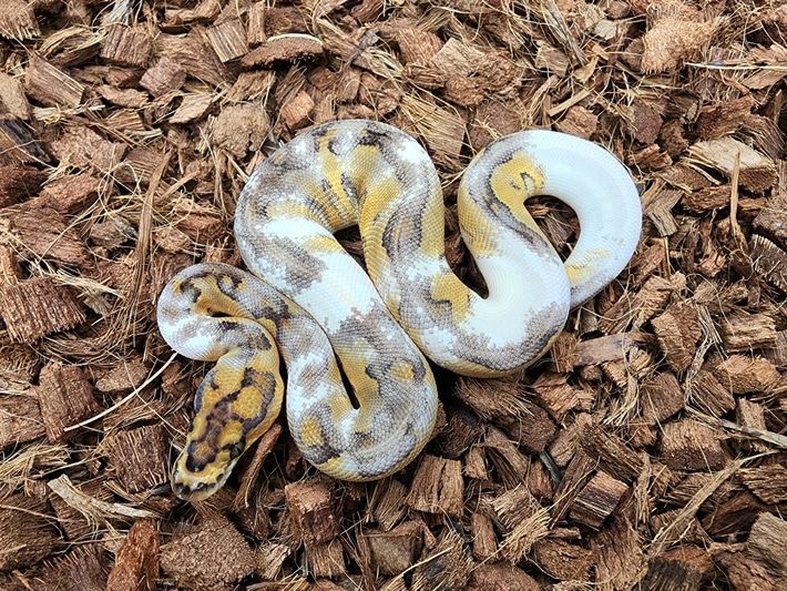 a yellow and white snake is laying on the ground