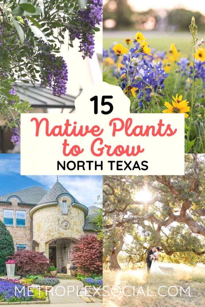 flowers and trees in front of a house with text overlay that reads 15 native plants to grow north texas