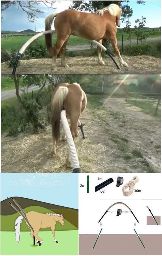 Scratching Post For Horses, Horse Scratching Post Diy, Horse Scratching Post, Hitching Post For Horses, Horse Paddock Ideas, Horse Pasture Ideas, Paddock Paradise Ideas, Horse Enrichment, Equine Stables