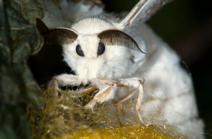 a close up of a small white insect on a plant with lots of yellow pollen