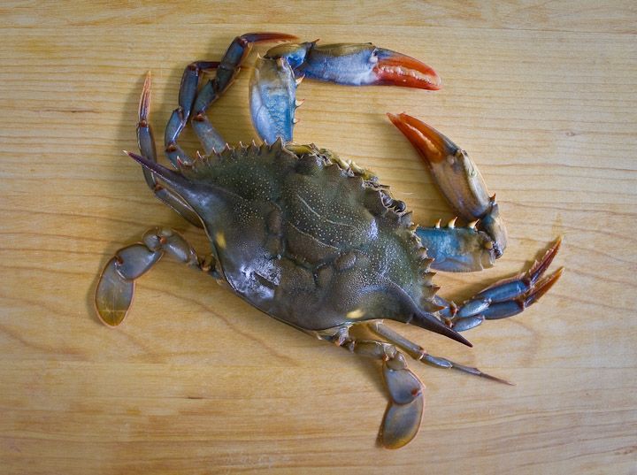 a blue crab sitting on top of a wooden table