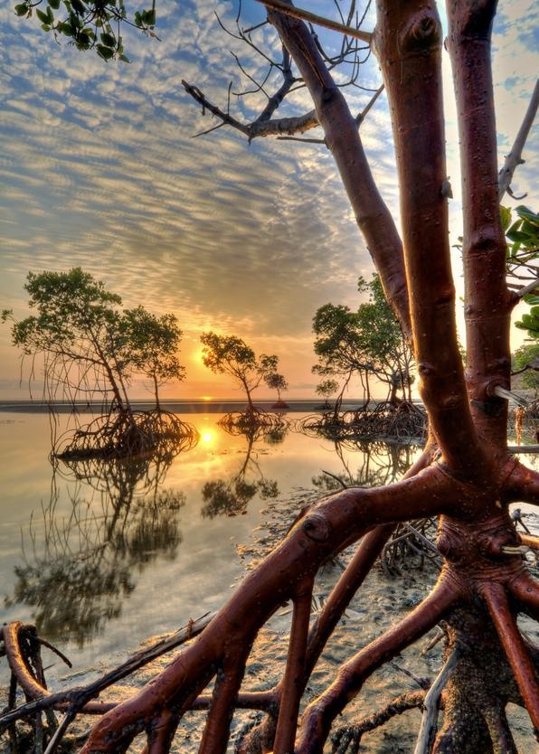 the sun is setting behind some trees on the water's edge, and there are no leaves