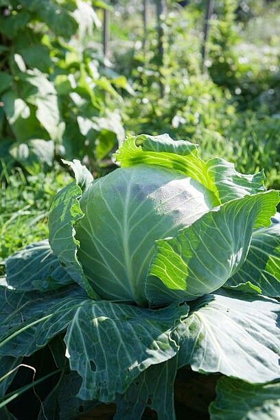 a head of cabbage growing in the garden