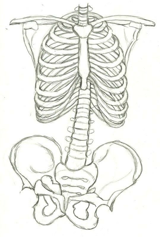 a drawing of a skeleton with the ribs exposed