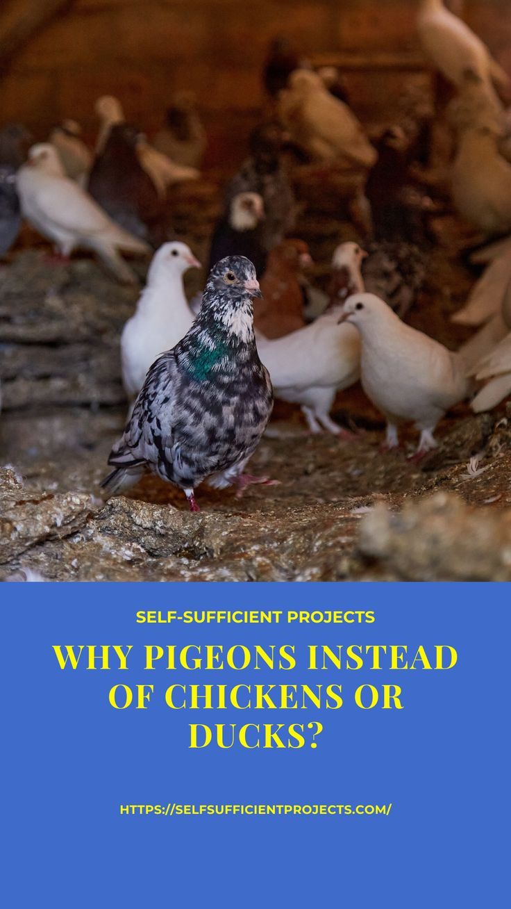 a flock of pigeons sitting on the ground with text overlay that reads, self - sufficient projects why pigeons instead of chickens or ducks?