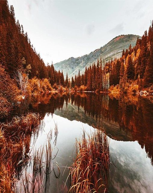 a lake surrounded by tall grass and trees in the fall with mountains in the background