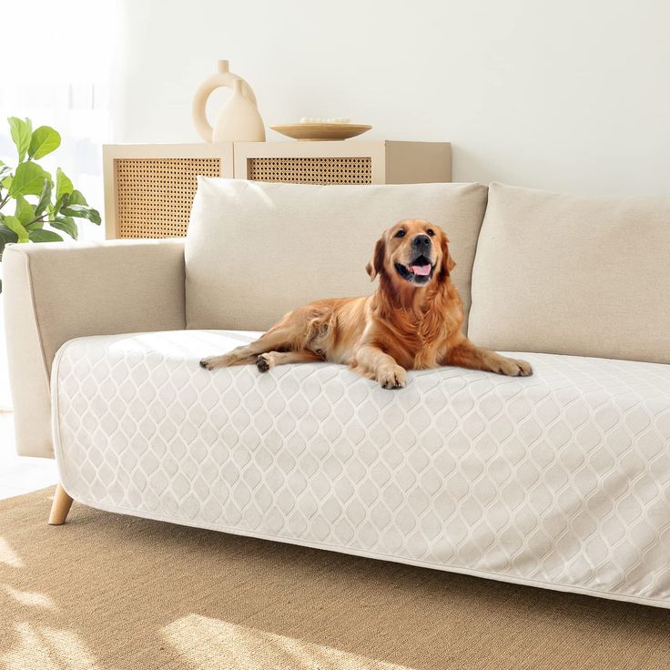 a large brown dog laying on top of a white couch