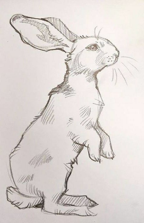 a drawing of a rabbit sitting on its hind legs