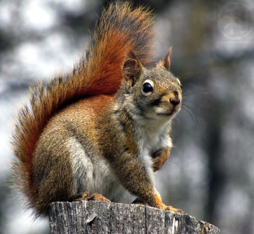 a close up of a squirrel on top of a tree branch with trees in the background