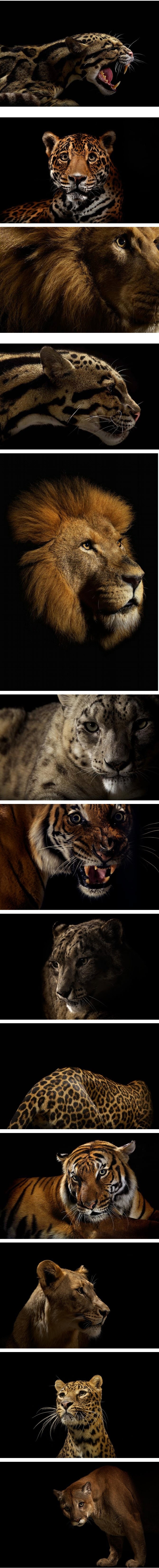 multiple images of the same animal's fur