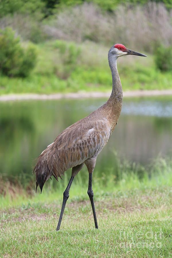 a large bird standing on top of a lush green field next to a body of water