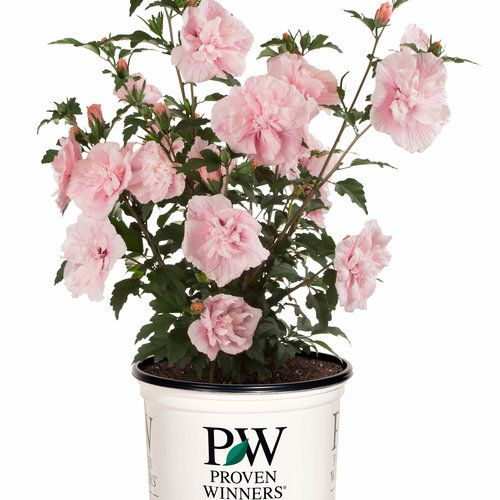 pink flowers in a white pot on a white background