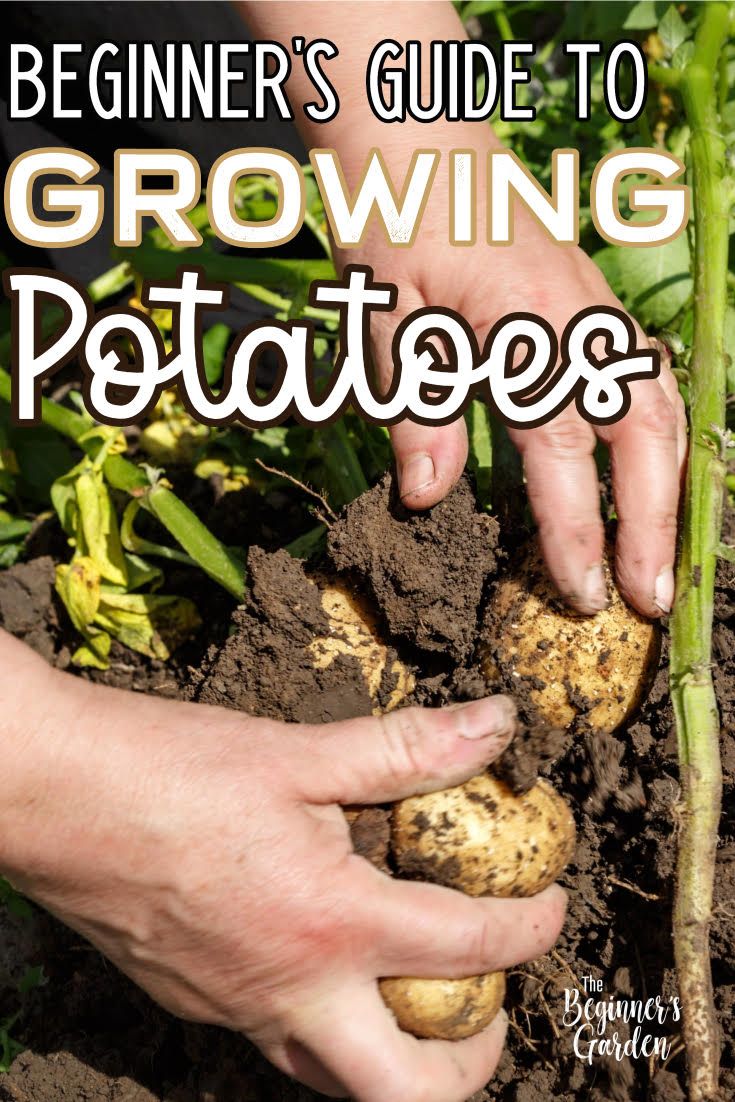 someone is planting potatoes in the garden with text overlay that reads beginner's guide to growing potatoes