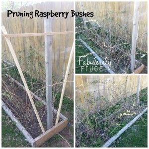 four pictures of the same planter in different stages of growing raspberry bushes