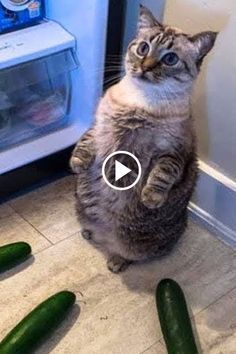 a cat is standing on its hind legs in front of an open refrigerator with cucumbers