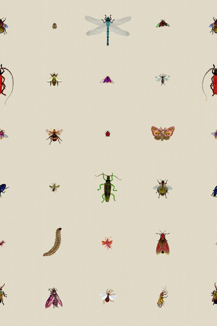 many different bugs and insects on a white wallpapered background with vertical lines in the middle