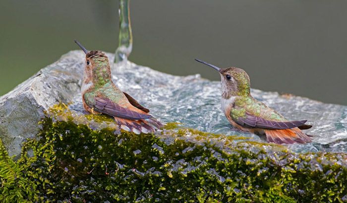 two hummingbirds sitting on top of a moss covered rock