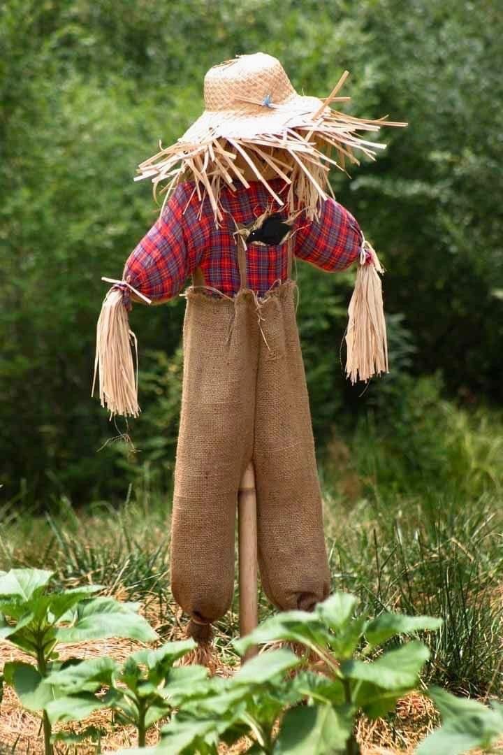 there is nothing to fear about scarecrows