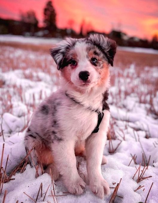 a small dog sitting in the snow at sunset