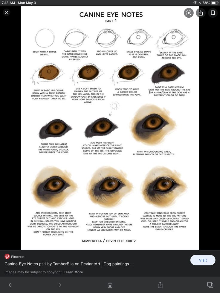 an eye chart with different types of eyes and how to use it for the drawing