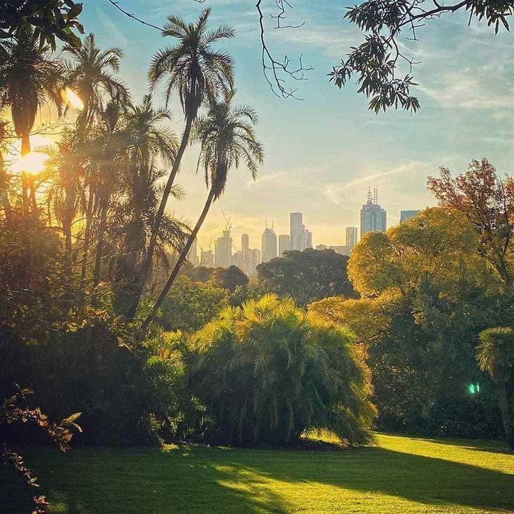 the sun shines brightly through palm trees in a park with skyscrapers in the background