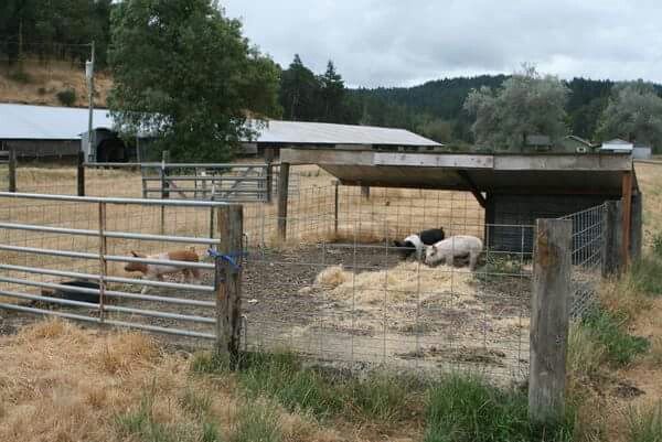 some animals are eating hay in their pen