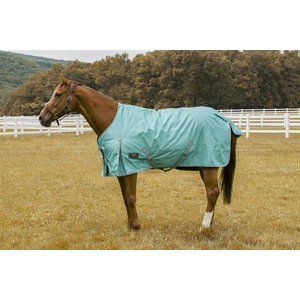 a brown horse wearing a blue cover in a field