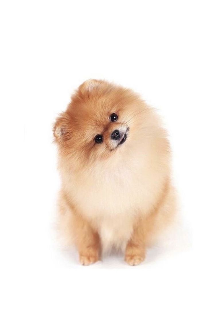 a small brown dog sitting on top of a white floor