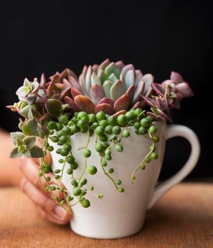 a person holding a white coffee cup with succulents in it