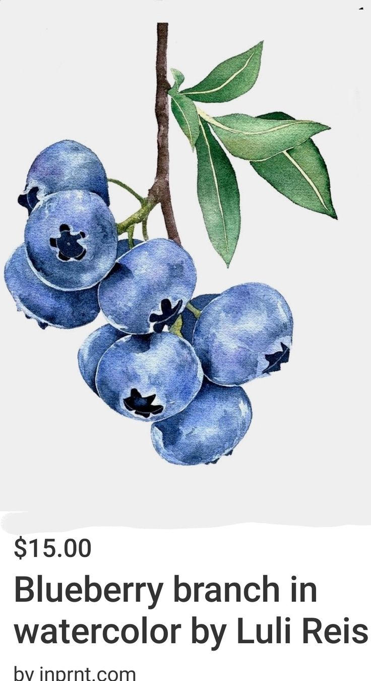 blueberry branch in watercolor by julia reiis